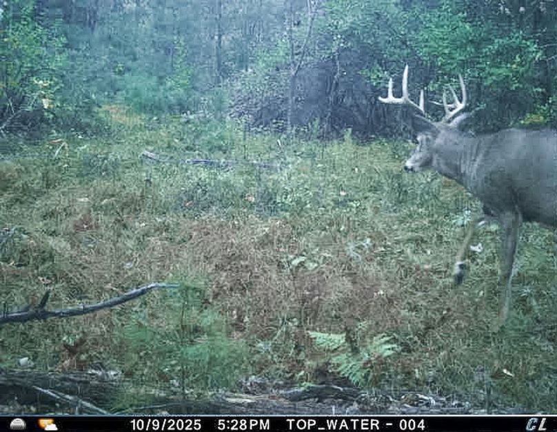 Adams 25, Nessler -19