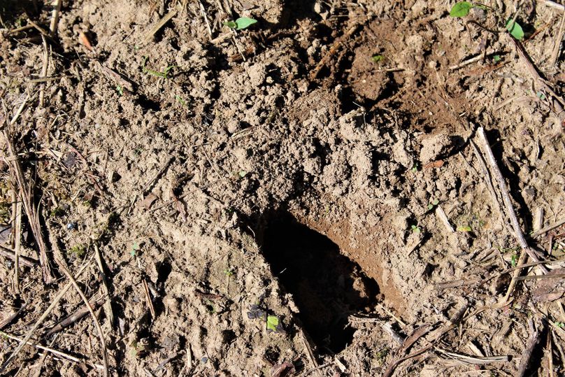 007 deer tracks crossing up out of the creek