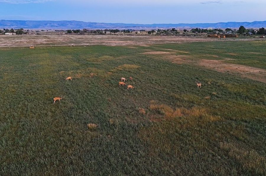 DJI_20240810062005_0018_D