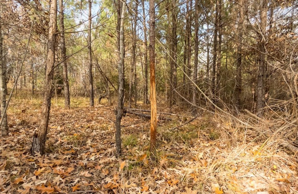 Yazoo Co - 75 - Batton-05