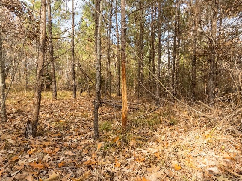 Yazoo Co - 75 - Batton-05