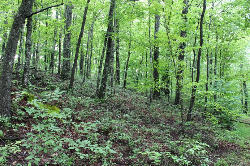 021 nice forest view in the west part of the property