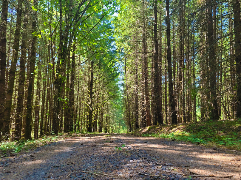 Road Tree HR