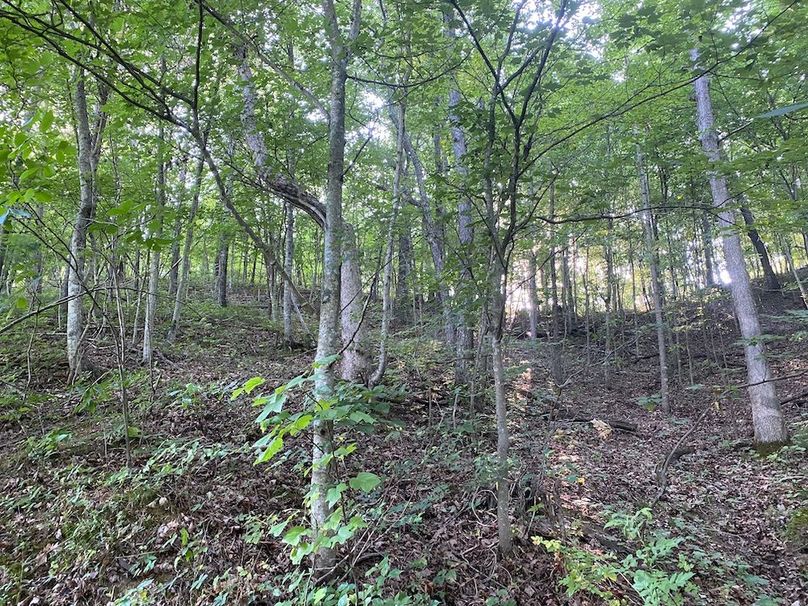 010 forested area near the main ridge in the south section of the property copy