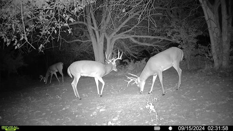 Trail cam 4.5