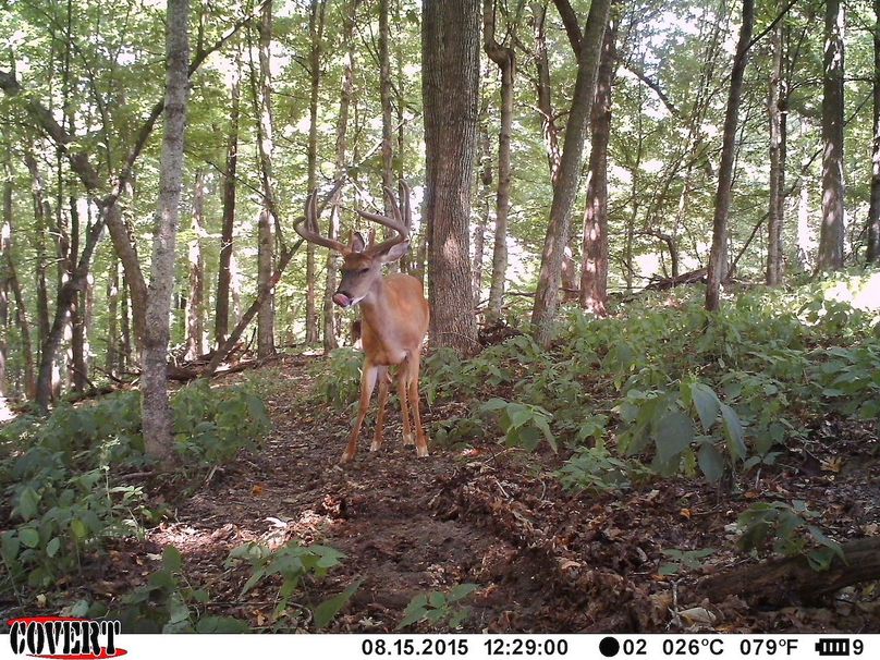 Deer Cam Tracker Pic. 1402