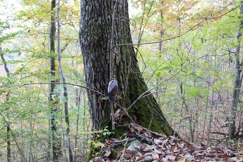 010 mature black oak