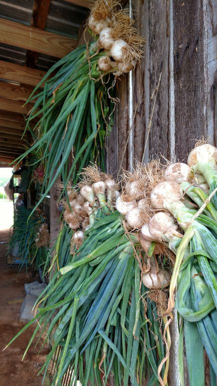 IMG_20170617_143119368_HDR