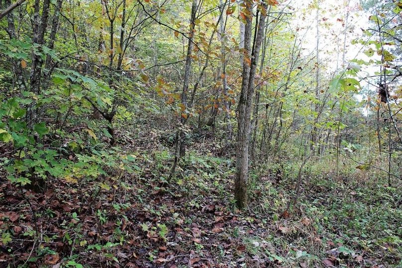 008 young growth along a south facing slope near the bottom of the valley