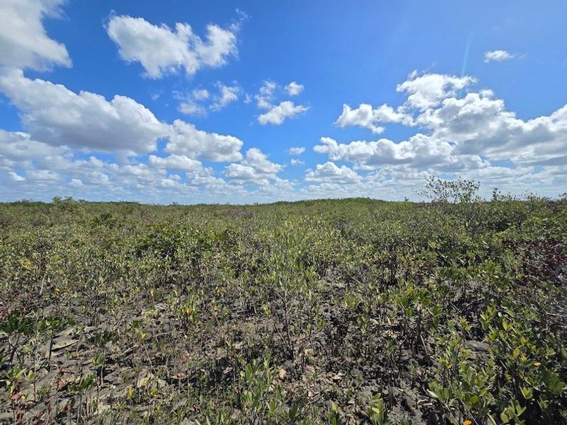 17.17ac, Citrus, Josiah Ronco56