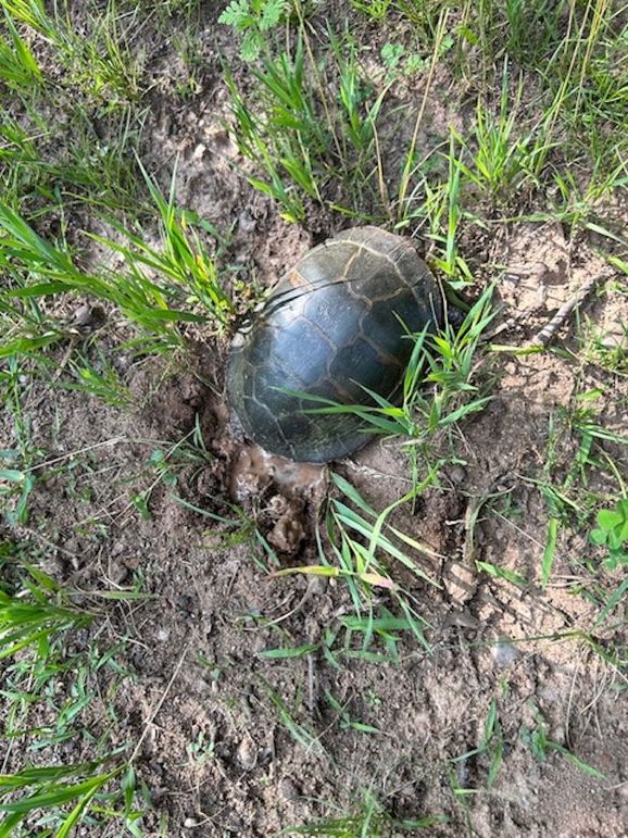 Turtle