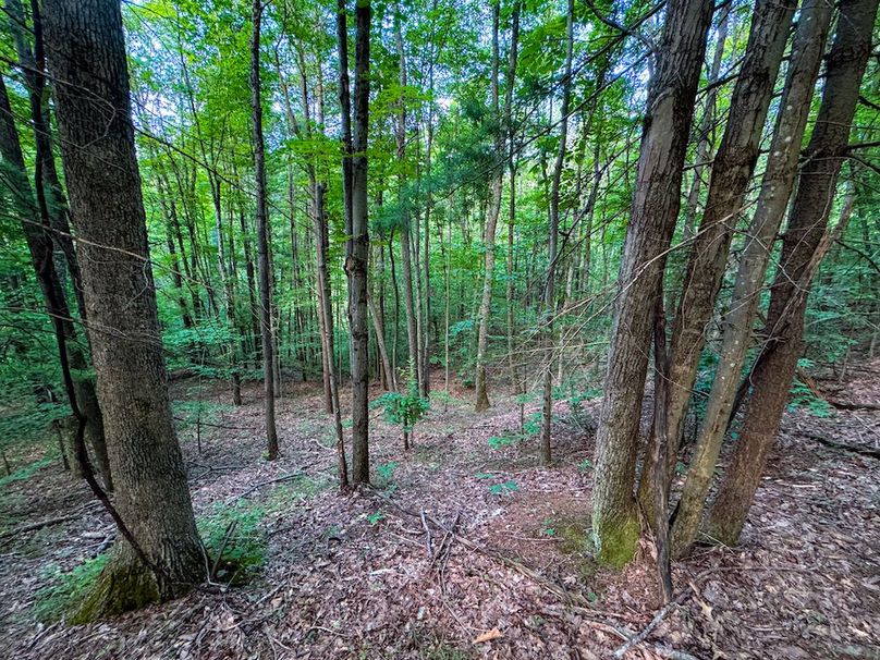 Lewis, WV 82.87 AC Barger-089