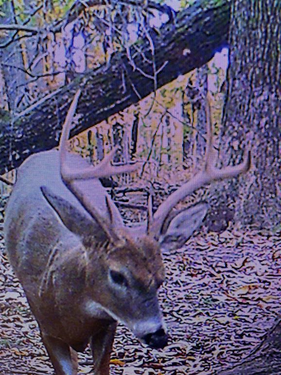 Trail Camera 2