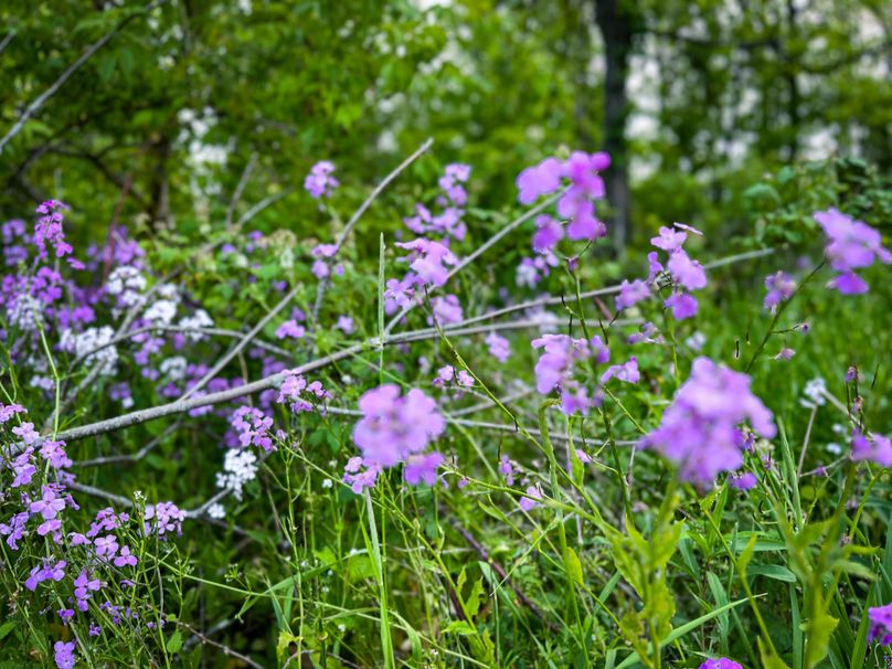 Ontatio_73.3_Green Photo 23