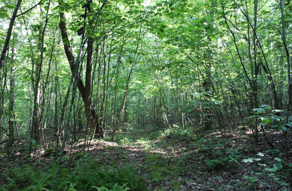 004 open trail system leading through the south portion of the property
