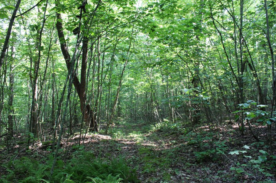 004 open trail system leading through the south portion of the property
