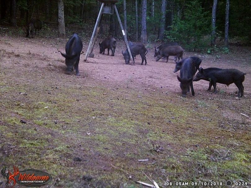 trail cam 3