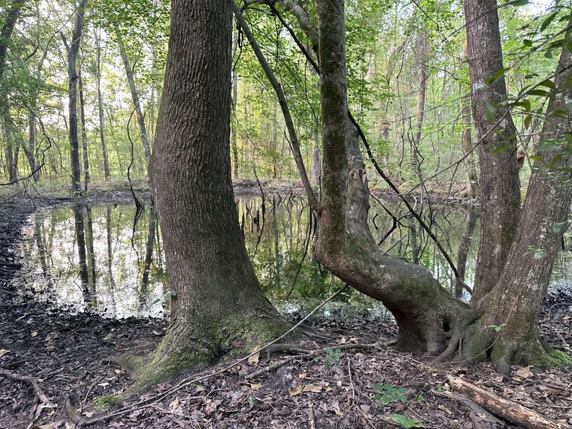 Clay County, MS 17.5+_- Jennings-03