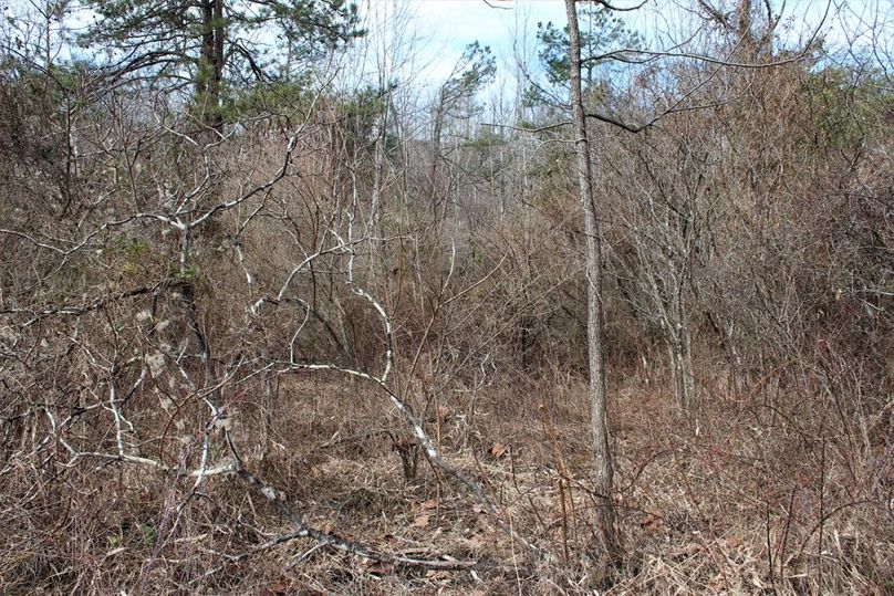 017 brush area on the secondary point near the east edge of the property