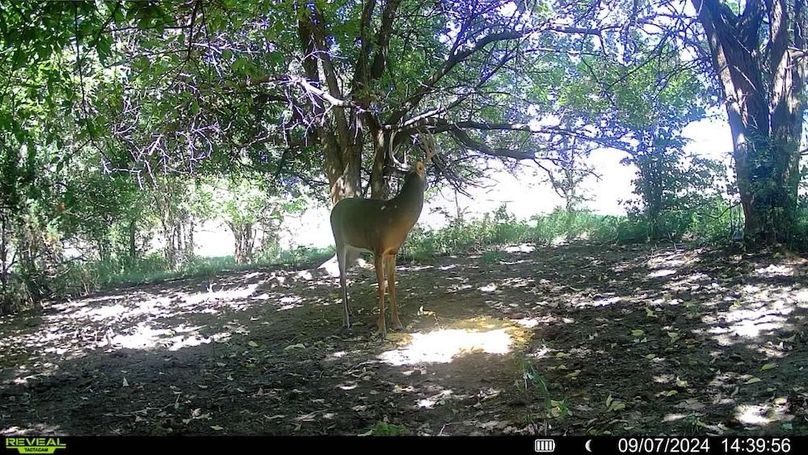 Trail Cam 6