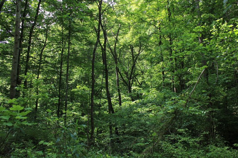 015 nice mix of young and mature timber