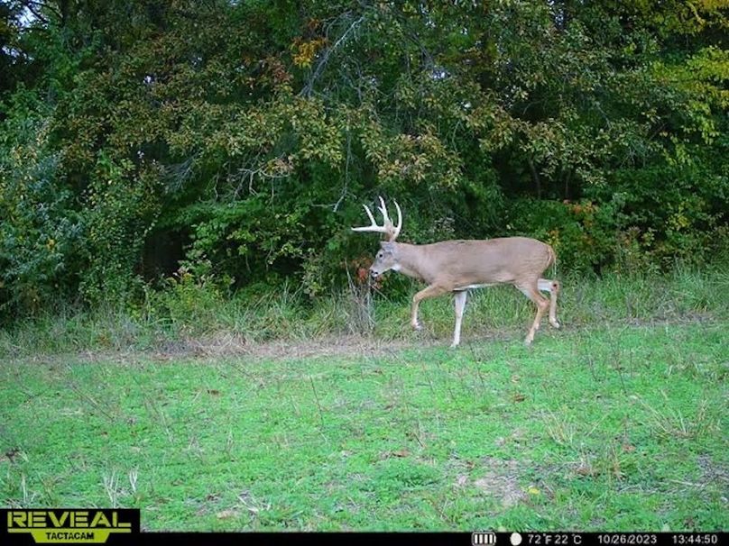 Copy of deer photos.166
