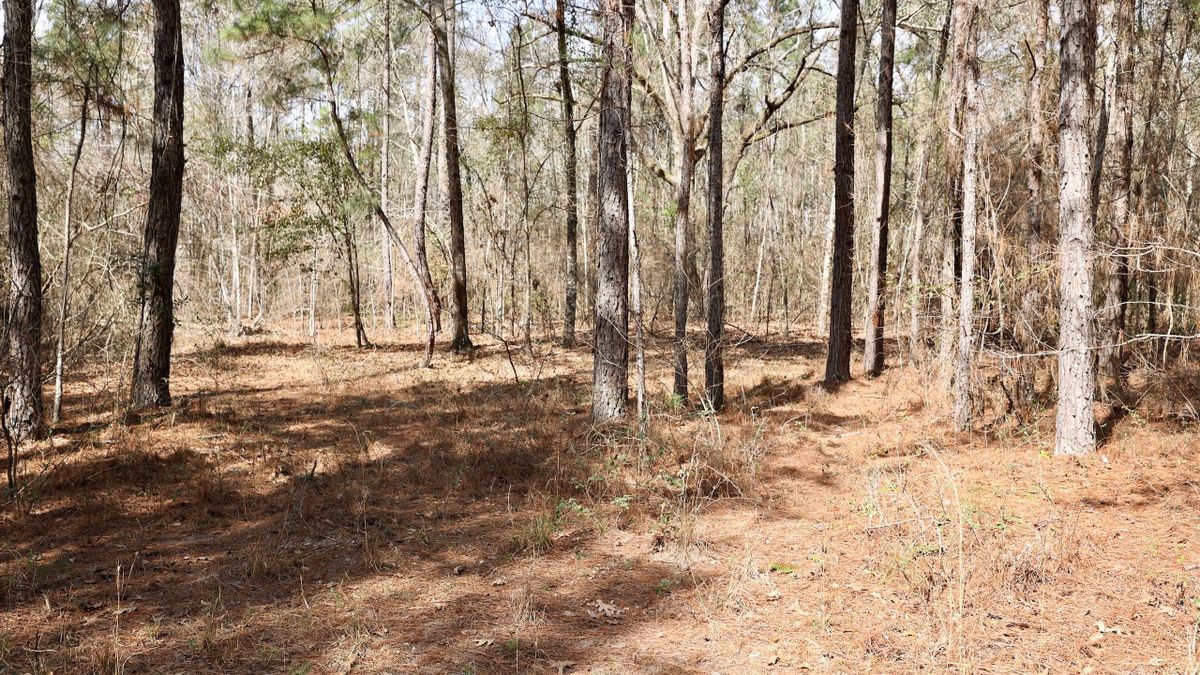 Small Acreage Recreational Tract | Whitetail Properties