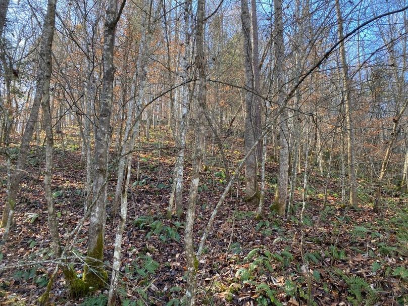 021 forested area near the main creek, what used to be an old pasture or field