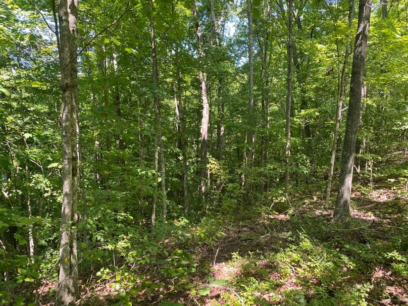 006 forested area along the north edge of the property and main ridge copy