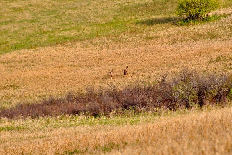 Mule_Deer(1)