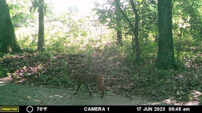 Bobcat 1