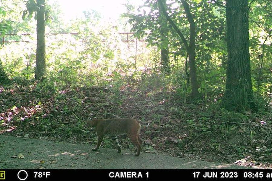 Bobcat 1