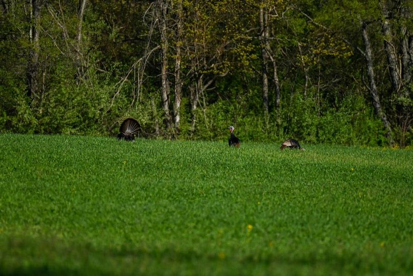 vandalia 450 (2)-2498