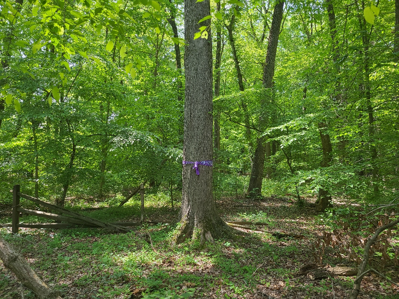 26.48ac_McKenneyLn_QAnnes_38