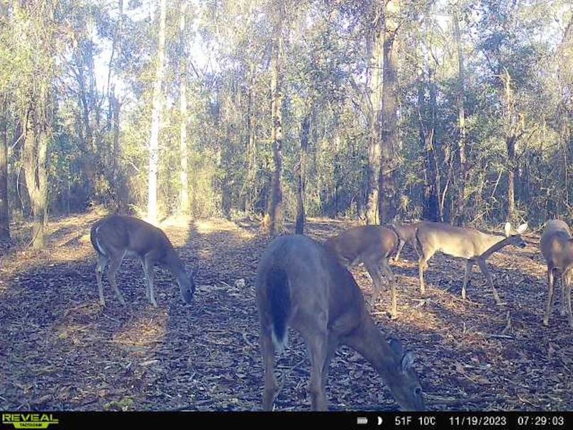 New Trail Cam 7
