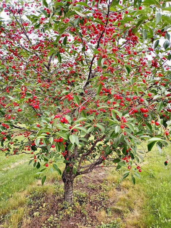 Cherries