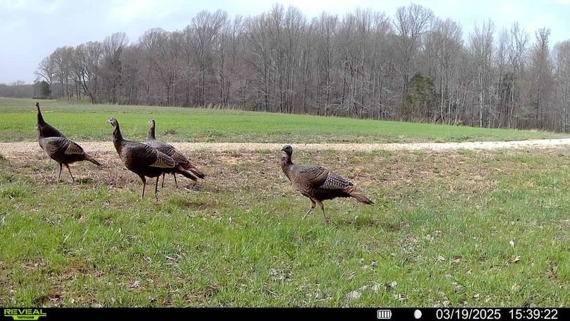 Copy of ladies night