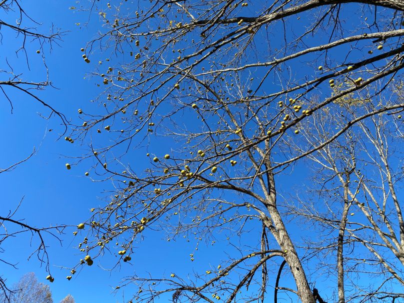 023 quite a few of walnuts still hanging on