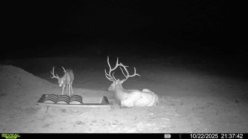 016578003984348-100-3-10232025013547-HD-SYFW02441