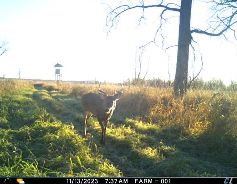 Trail Cam 1