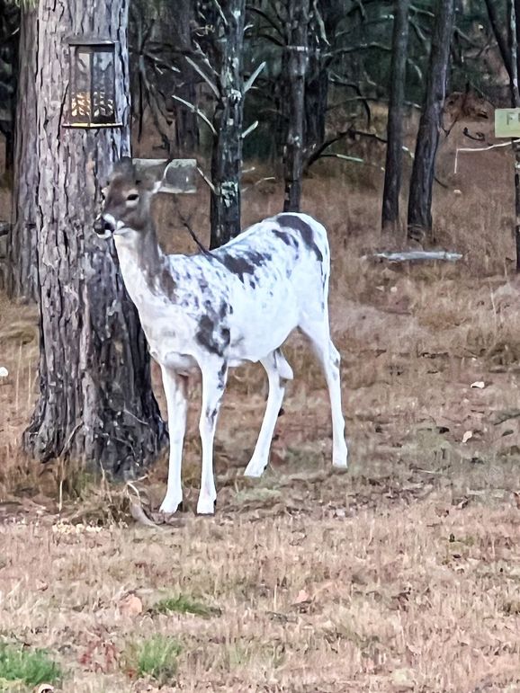 Juneau 27 Wiesner -055