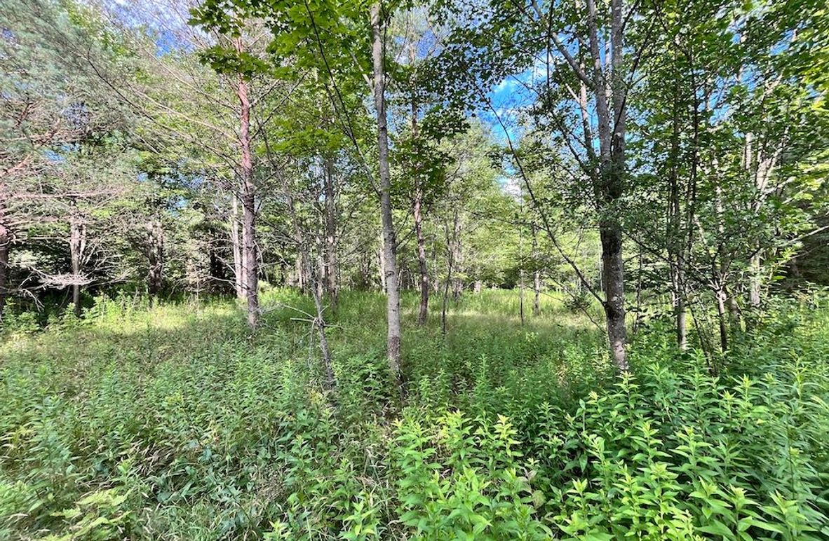 Chemung_77.71_Gutchess_Lumber_2