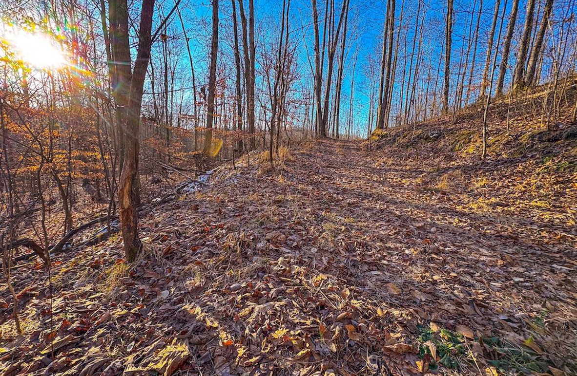 Roane, WV 100.12 AC Tree Line-61