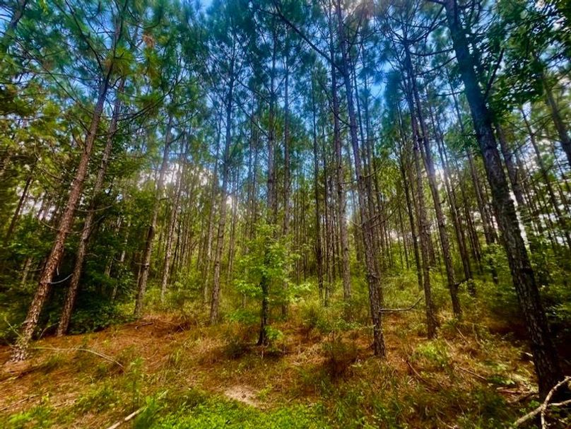 CD269BD1-B690-4E20-BBC6-B6C827306E6A_1_105_c