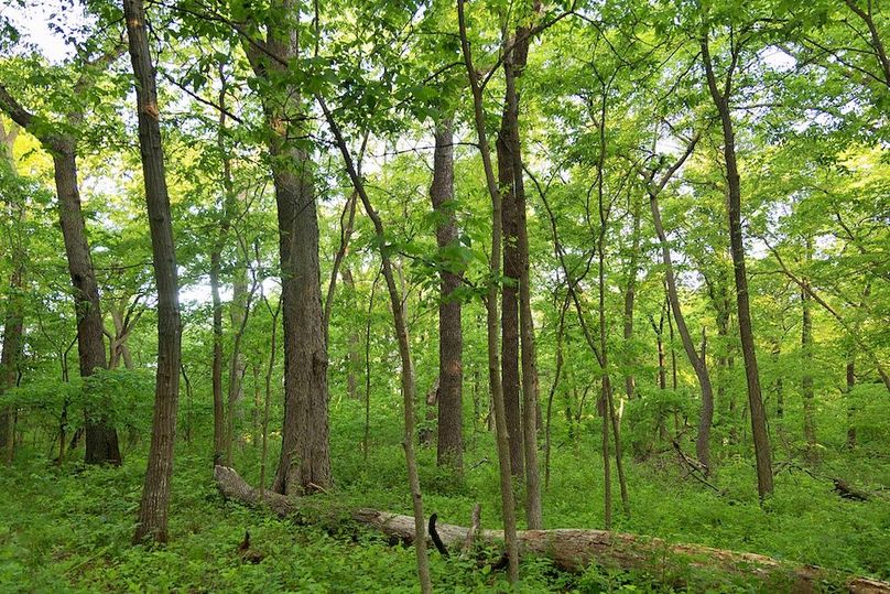 woods understory moderate(1)