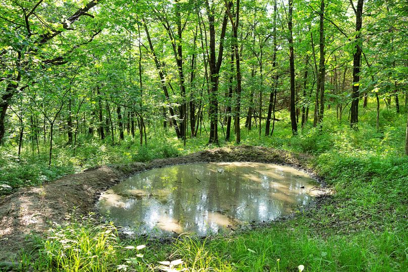 Harrison MO 480 Pro Photo_177 (5)