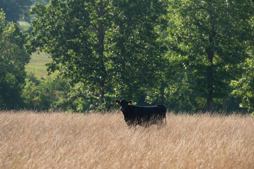 Ozark MO 638_Pro Photo_75