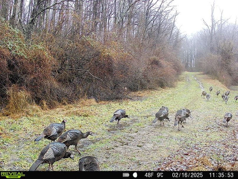 Calhoun, WV 132.84 AC Szegi Trail Cam-14