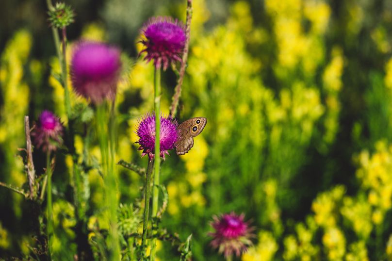Douglas CO 35 Prettyman - 020 Butterfly