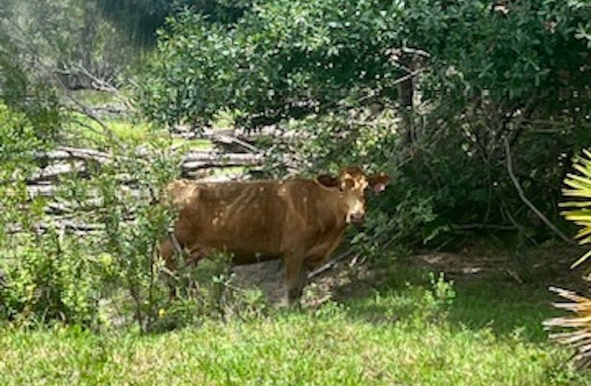 9312B0C7-93EA-4571-A073-4EEF38BE8206_4_5005_c